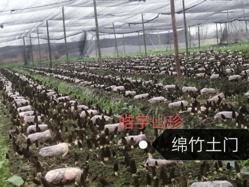 &#20339;&#21338;&#23448;&#26041;&#32593;&#31449;&#95;&#20339;&#21338;&#106;&#105;&#97;&#98;&#111;&#40;&#20013;&#22269;&#41;