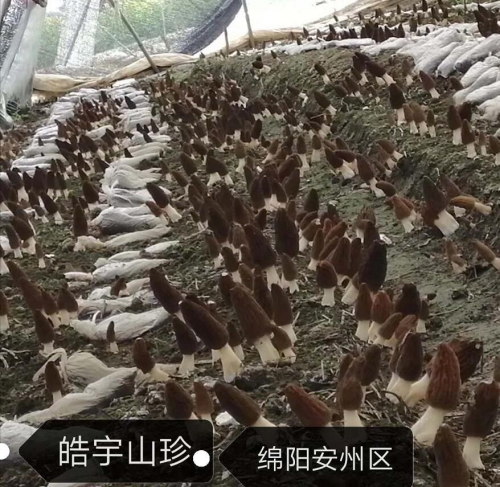 &#20339;&#21338;&#23448;&#26041;&#32593;&#31449;&#95;&#20339;&#21338;&#106;&#105;&#97;&#98;&#111;&#40;&#20013;&#22269;&#41;