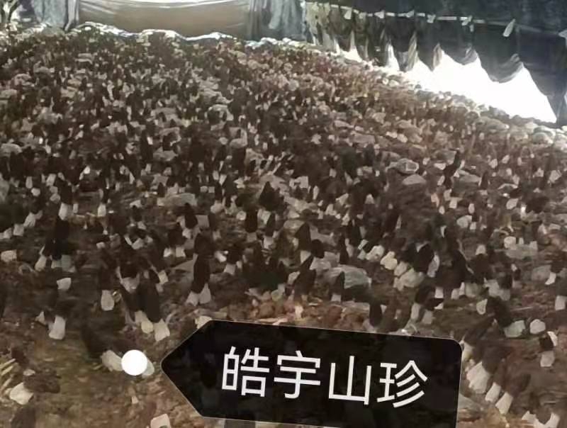 &#20339;&#21338;&#23448;&#26041;&#32593;&#31449;&#95;&#20339;&#21338;&#106;&#105;&#97;&#98;&#111;&#40;&#20013;&#22269;&#41;