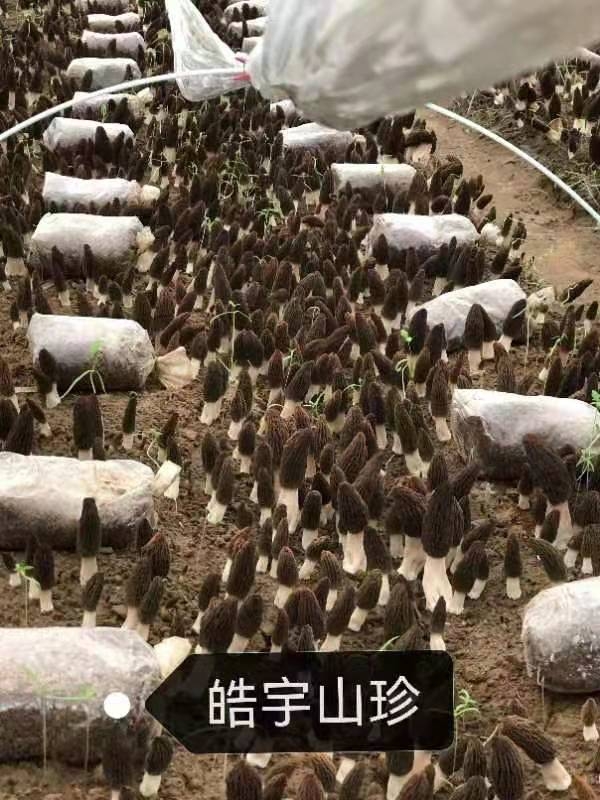 &#20339;&#21338;&#23448;&#26041;&#32593;&#31449;&#95;&#20339;&#21338;&#106;&#105;&#97;&#98;&#111;&#40;&#20013;&#22269;&#41;