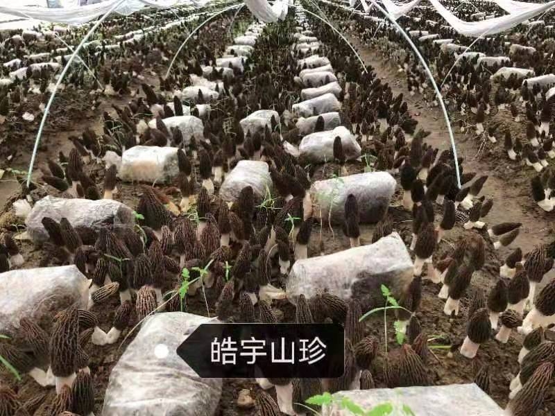 &#20339;&#21338;&#23448;&#26041;&#32593;&#31449;&#95;&#20339;&#21338;&#106;&#105;&#97;&#98;&#111;&#40;&#20013;&#22269;&#41;