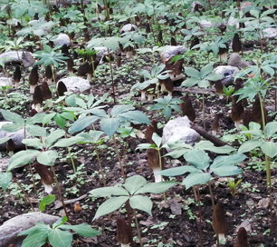 &#20339;&#21338;&#23448;&#26041;&#32593;&#31449;&#95;&#20339;&#21338;&#106;&#105;&#97;&#98;&#111;&#40;&#20013;&#22269;&#41;