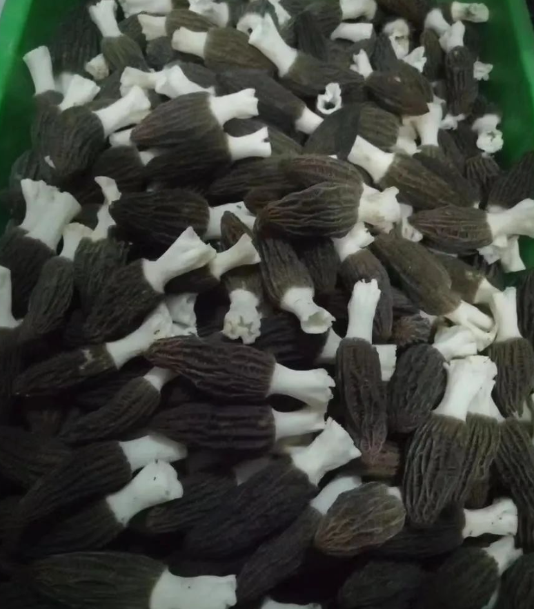 &#20339;&#21338;&#23448;&#26041;&#32593;&#31449;&#95;&#20339;&#21338;&#106;&#105;&#97;&#98;&#111;&#40;&#20013;&#22269;&#41;